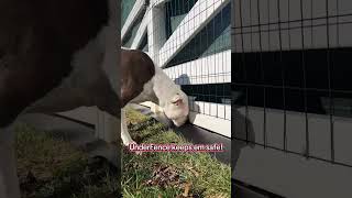 Dogs Escaping Under the Fence? Watch This!