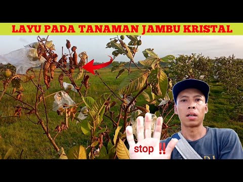 Video: Cara Mengubati Penyakit Jambu Batu - Ketahui Tanda-Tanda Biasa Penyakit Jambu Batu