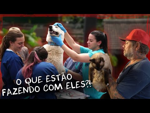 A IMPORTÂNCIA DA DOAÇÃO DE SANGUE ANIMAL! | A CASA DOS BICHOS
