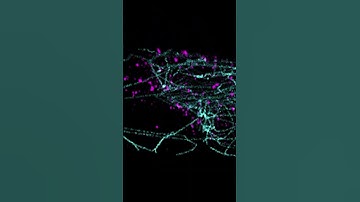 See super-resolution localizations in action! 🔬🦠 #biology #cellbiology