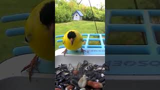 Goldfinch visit