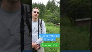 Learn about Tree Swallows with Rob Stavinga. #nature #shorts #youtubeshorts