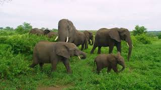 The Surprising Link Between National Parks and Animal Intelligence!