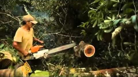 Illegal Mining In Peru Destroying Amazon Rainforest Part II