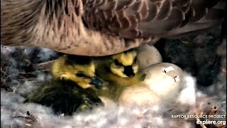 Decorah Goose Cam ~ GOSLINGS ARE HATCHING!! 🐣🐣 4.24.23