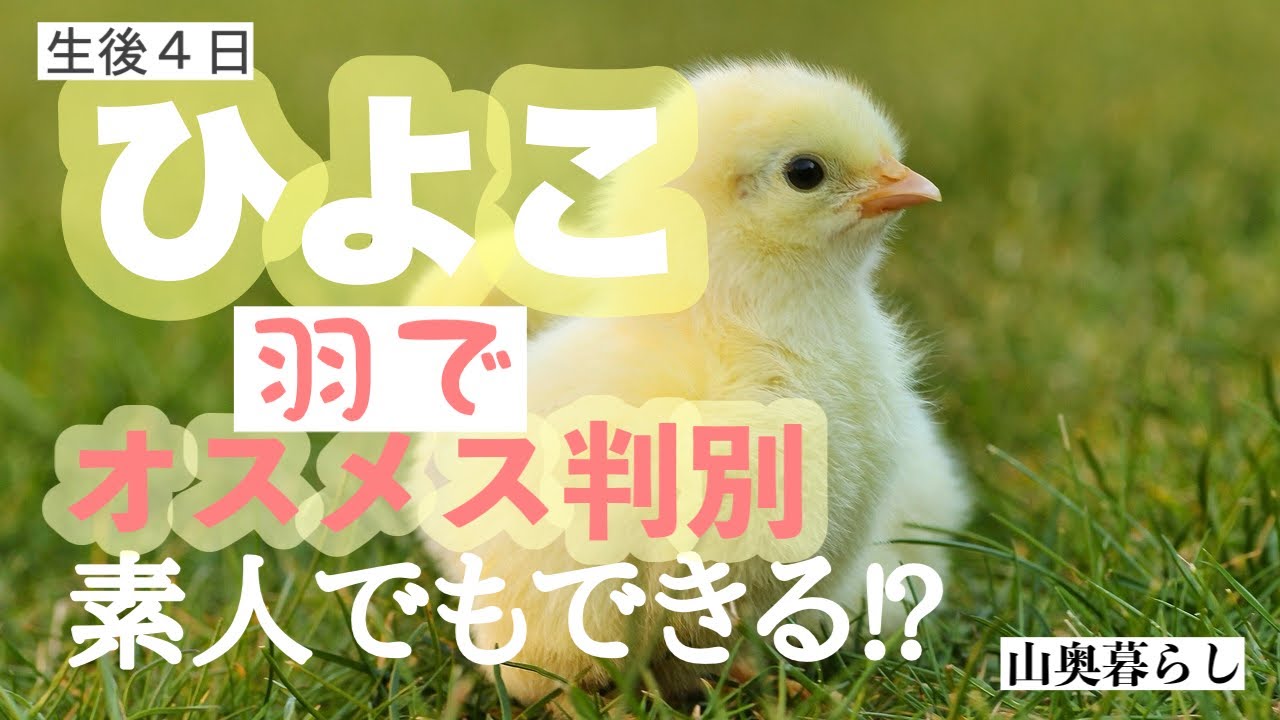 にわとりこ様 確認用 ニワトリ（鶏肉）雌雄判別検査 | 株式会社日本