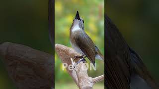 Download Lagu SRDC Bali si Penyanyi dan Penari Ulung E1 #sikatanrimbadadacoklat  #birdsinging #SRDC MP3