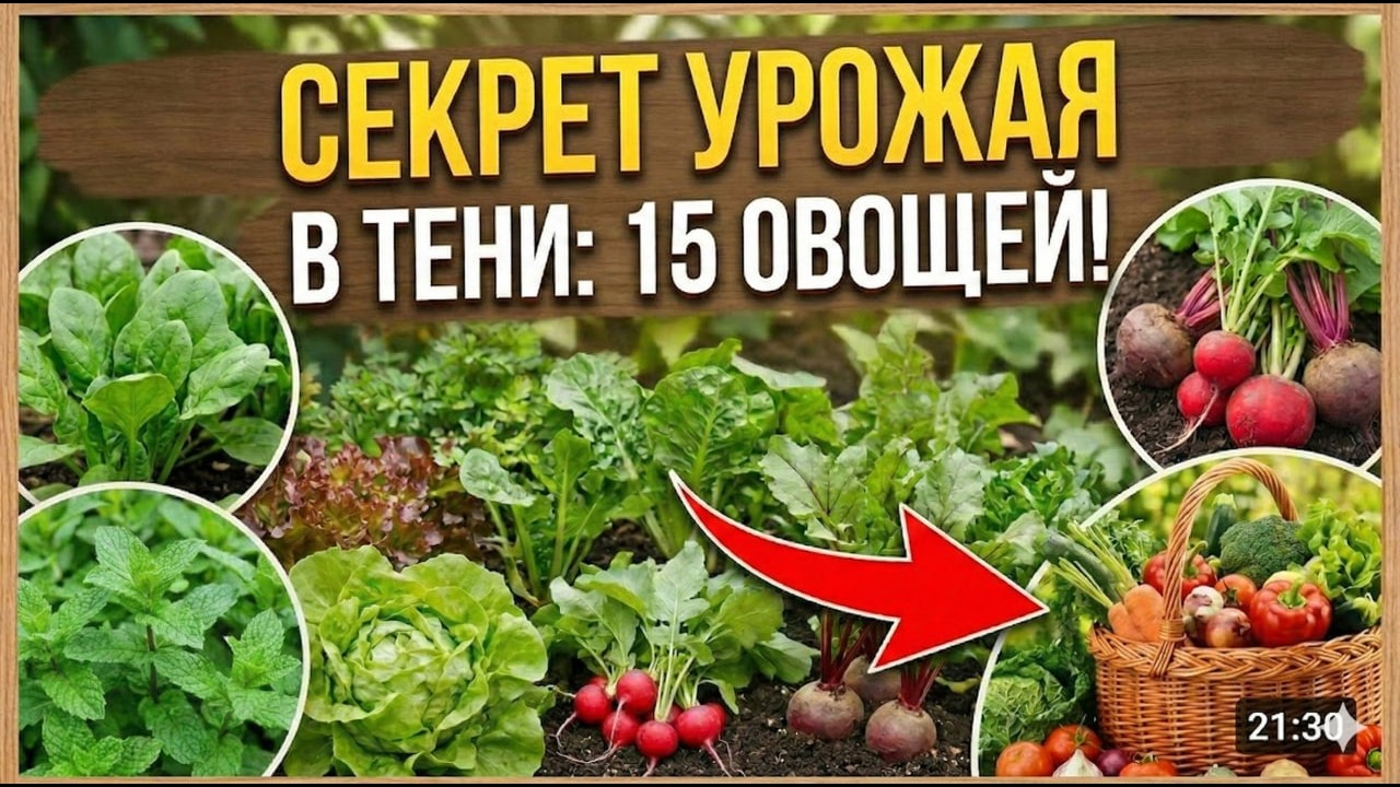 Выращиваем в Тени БОЛЬШОЙ Урожай: Шпинат Blomsdale и Редис Cherry Belle