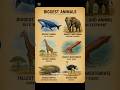 “Biggest Animals in the World | Ultra Realistic Wildlife Cinematic”