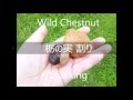 栃の実 割り Wild Chestnut Cracking トチノミ ワリ＃20150903