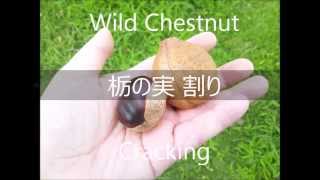 栃の実 割り Wild Chestnut Cracking トチノミ ワリ＃20150903