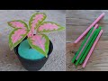 Cara membuat tanaman aglaonema dari sedotan | aglaonema from straw