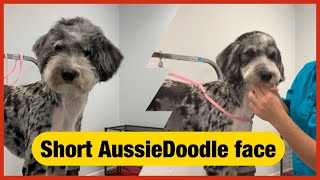 How to trim a doodle’s face/ Short AussieDoodle face/ Short face for any kind of Doodle