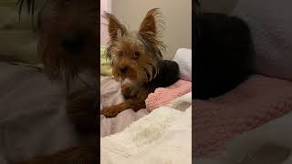 Yorkie's Bedtime Struggles: A Hilarious Nightly Ritual of Scratching, Chewing, and Napping! 😅🐾