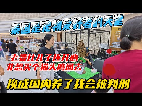 泰国是宠物爱好者的天堂,老婆比儿子还开心,非要买个猫头鹰回去,换成国内我会被判刑的||感谢您一路的支持【Sean的世界TV】频道,欢迎加入我的会员频道,谢谢您一路的陪伴!