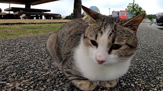 猫の集会所でベンチに座ったら三毛猫が隣に寄り添ってきた