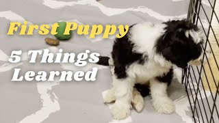 5 Things Learned Raising a Puppy for the First Time by Cosmo the Mini Sheepadoodle 854 views 3 months ago 6 minutes, 59 seconds