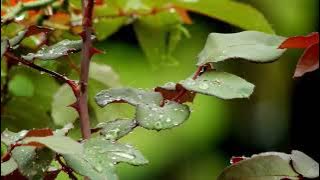 For When It Rains ~ Juan Sánchez |Ambient Music