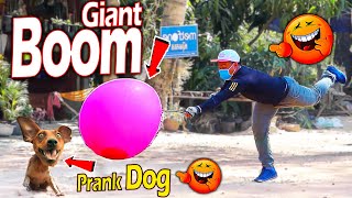 Giant Balloon vs Prank Sleep Dog Very Funny - Must Watch Most Funny Prank Update - Try Not To Laugh