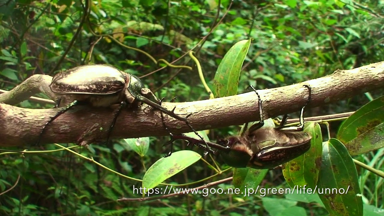 マレーテナガコガネの喧嘩 long-armed scarabs fight - YouTube
