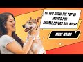 Do you know the top 10 movies for animal lovers and kids animallover animalmovie
