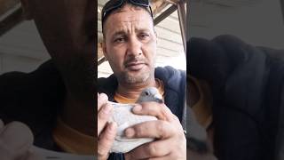 حمامة زاجل ضائعة حمام الحمام_الزاجل حمامة pigeon kabootar birds kabutar