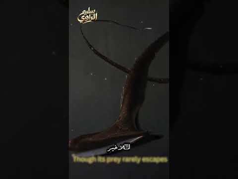 أنقليس الحلق وفمه المطاطي