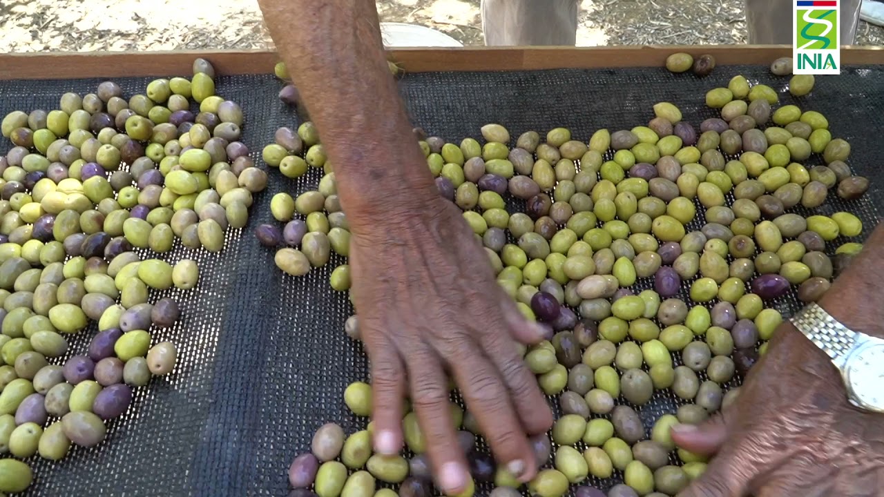 Huerto de Olivos, elaboración de aceitunas sajadas_Investigador Francisco Tapia_INIA Intihuasi