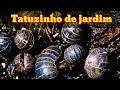 Como acabar com o tatuzinho de jardim?