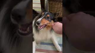 Shetland sheepdog breathing and chewing