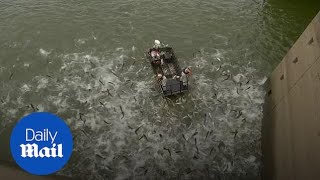 Kentucky wildlife officials use 'electrofishing' to fight invasive species