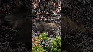 #atateam #chasseausanglier #domuz #domuzavi #wildboar #wildhogs #wildlife #sanglier #deer #ata