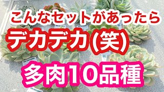 【多肉植物】デカデカ多肉10品種❣️こんなセットがあったら面白いかな？