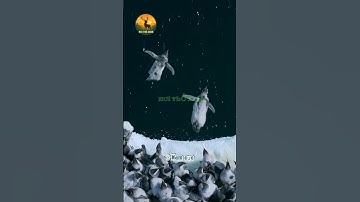 Sự đáng yêu ở Nam Cực: Chim cánh cụt #hơithởxanh #shortvideo #shorts #thiennhienkythu #khampha