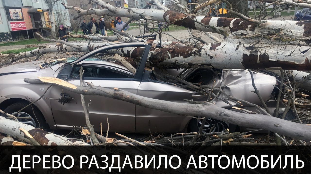 Дерево упало на машину