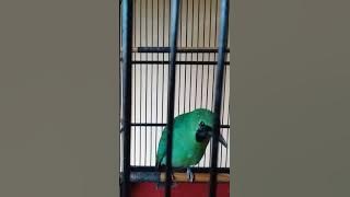 Burung cucak ijo siul terus