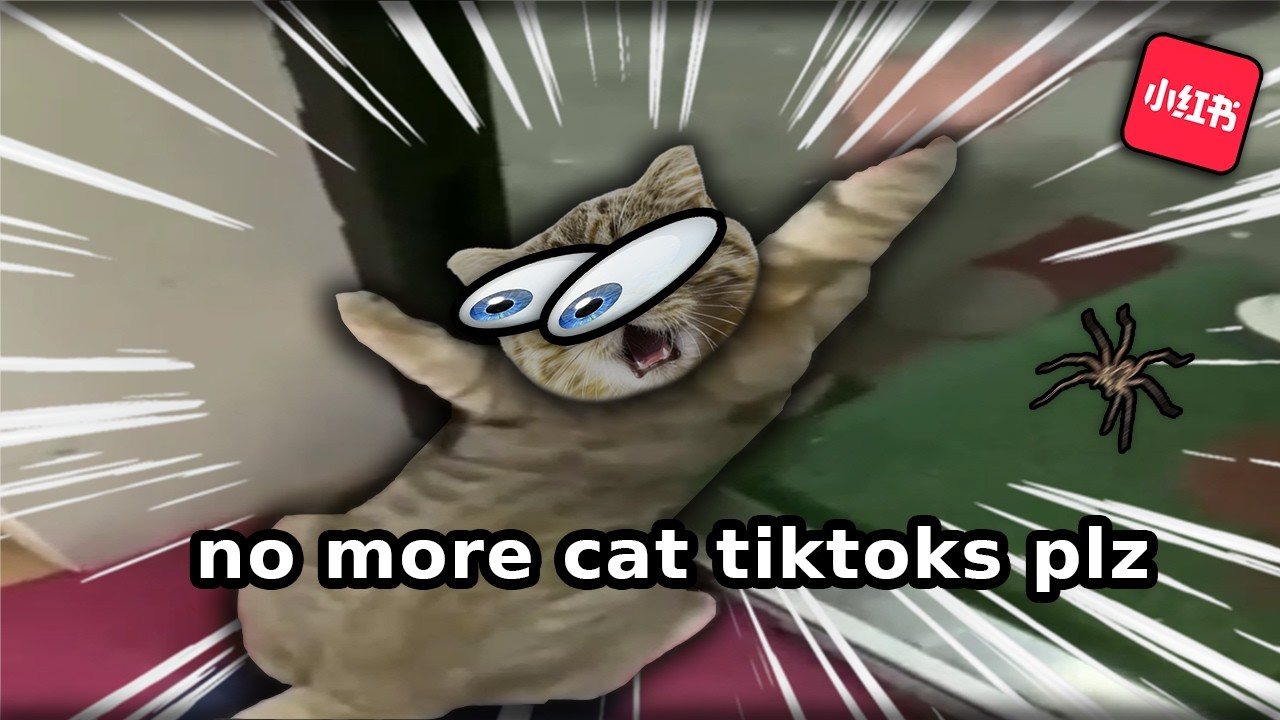 HEARTBREAKING Cute and Funny CAT TIKTOKS - YouTube