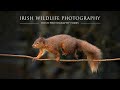 Irish Wildlife Hide - Pine Martin and Red Squirrel