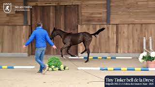 Tiny Tinker bell de la Dreve