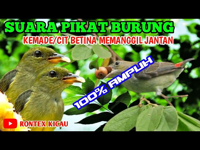 Suara pikat cit kemade betina ampuh 100% #suarapikat #masteranburung class=