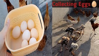 Daily Chickens Care Evening Routine| Part 2