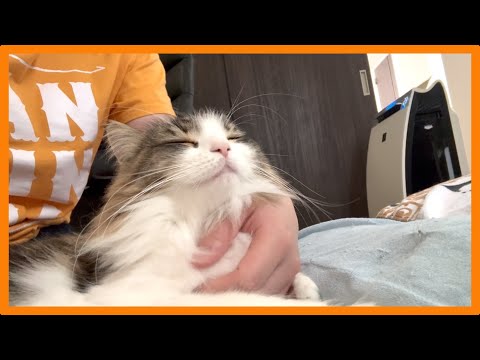 猫と暮らす日常 #4 〜ゴロゴロ鳴らす甘えん坊猫〜