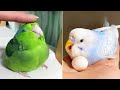 Baby Animals 🔴 Funny Parrots and Cute Birds Compilation (2023) Loros Adorables Recopilación #6