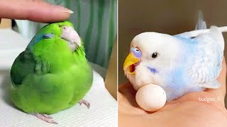 Baby Animals 🔴 Funny Parrots and Cute Birds Compilation (2023) Loros Adorables Recopilación #6 by Animals Club 3,136 views 10 months ago 11 minutes, 43 seconds