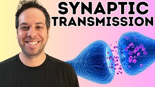 Synaptic transmission I The Synapse I How Neurons Communicate by Psych Explained 1,582 views 3 weeks ago 12 minutes, 57 seconds