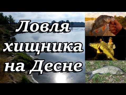 Ловля хищника на Десне. Спиннинг в жару. 