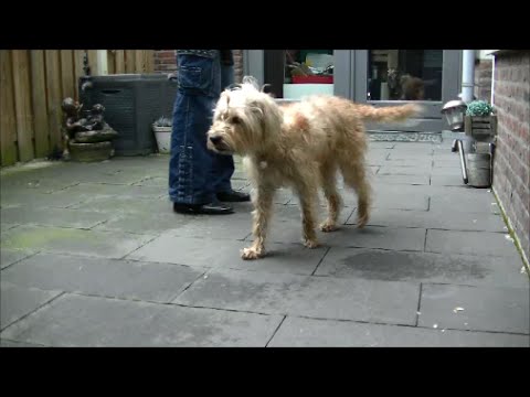 Video: Honden Weten Wat Er In Uw Hart Leeft - Alternatieve Mening