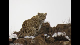 Beautiful and majestic Iranian leopard in Golestan National Park