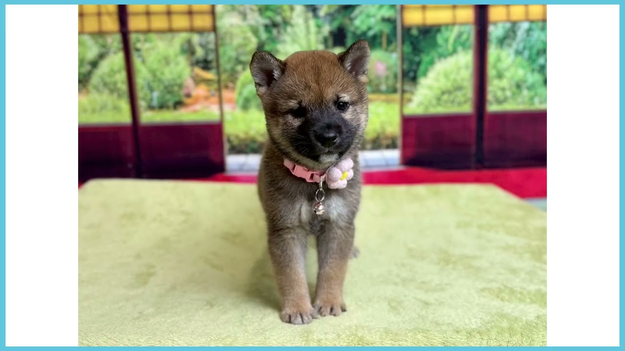 Coo&RIKU No.00760582 柴犬 - YouTube
