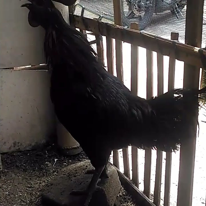 suara ayam cemani berkokok | wa 085712248849